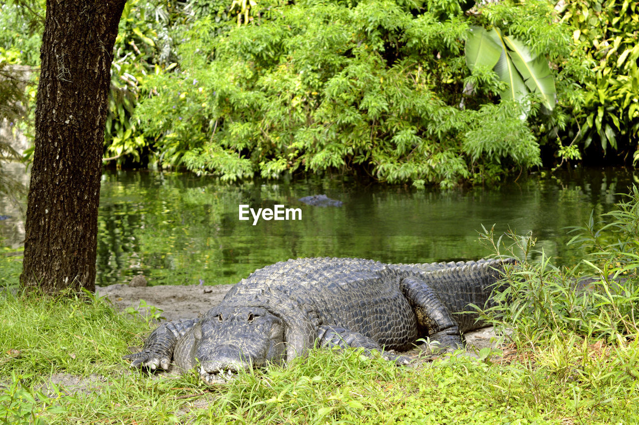 American alligator latin name alligator mississippiensis