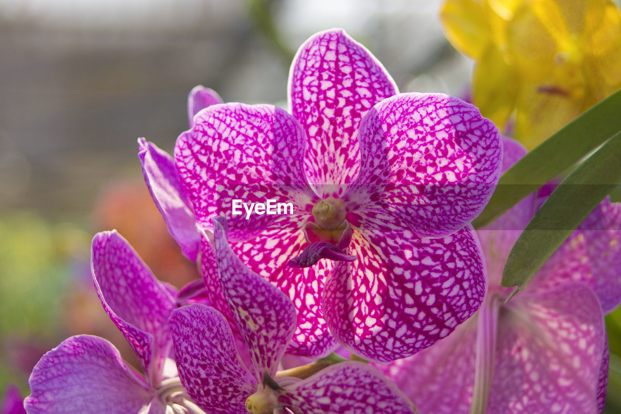 Close-up of pink flowering plant in park