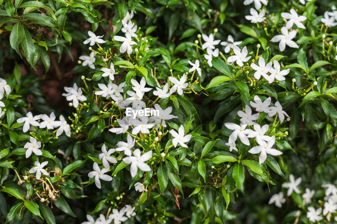 Close-up of white flowering plants