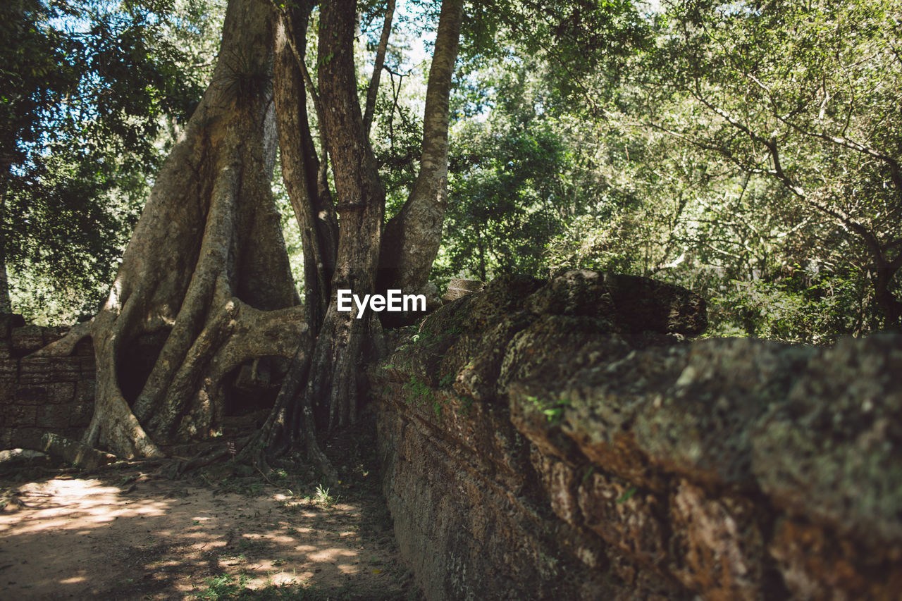 Trees growing on wall 