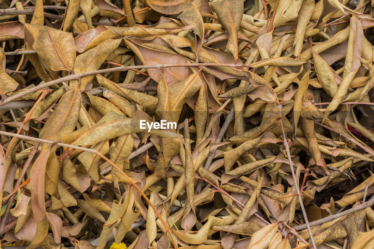 Full frame shot of dried leaves