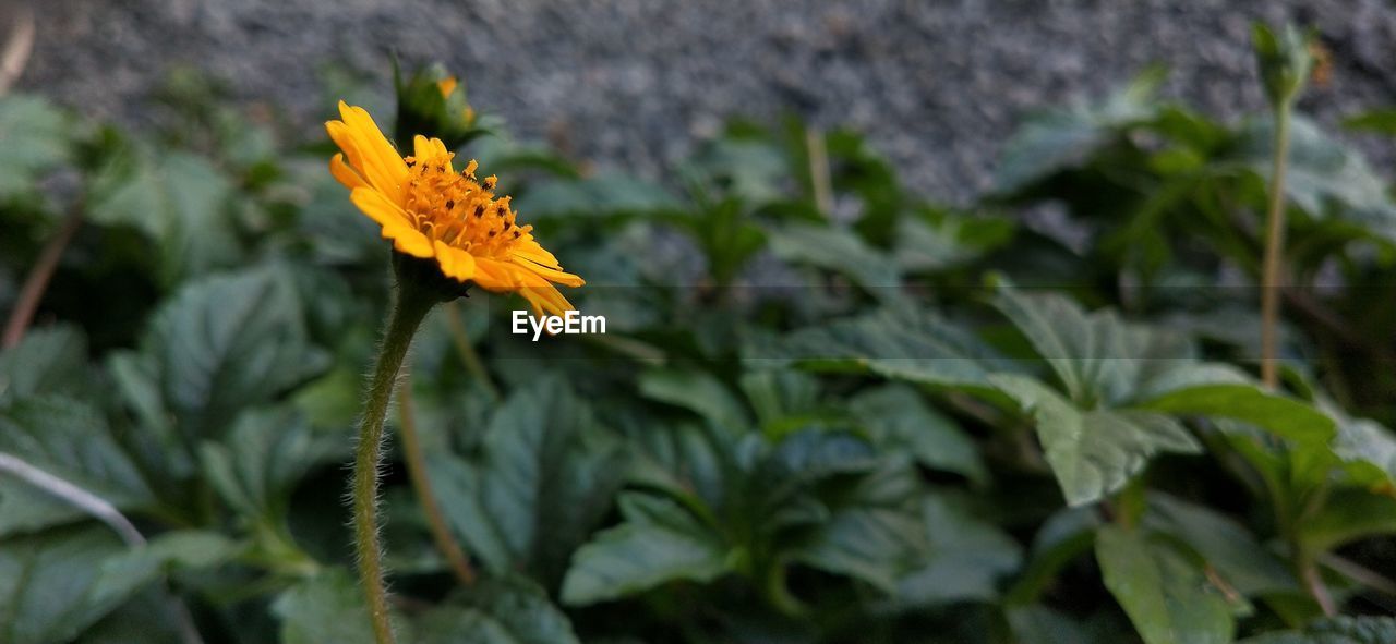 CLOSE-UP OF YELLOW FLOWER