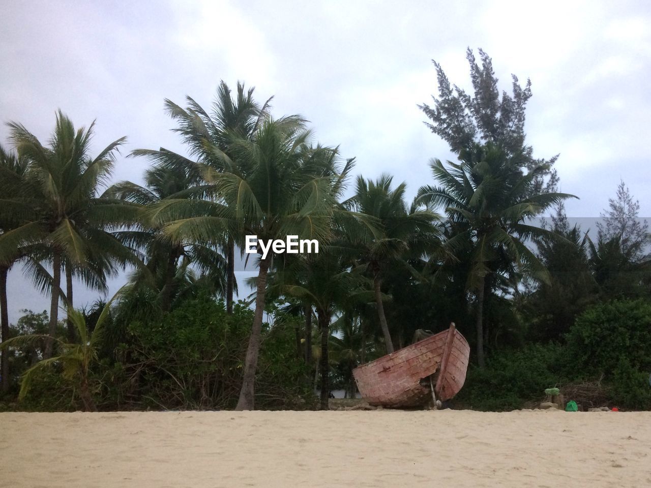 PALM TREES ON BEACH