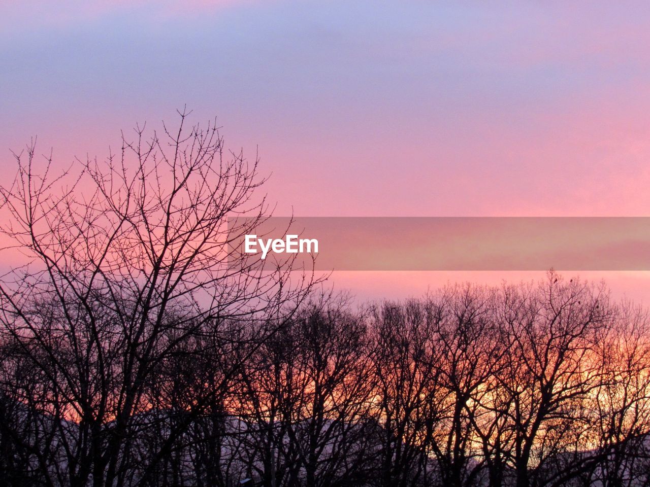 LOW ANGLE VIEW OF BARE TREES AT SUNSET