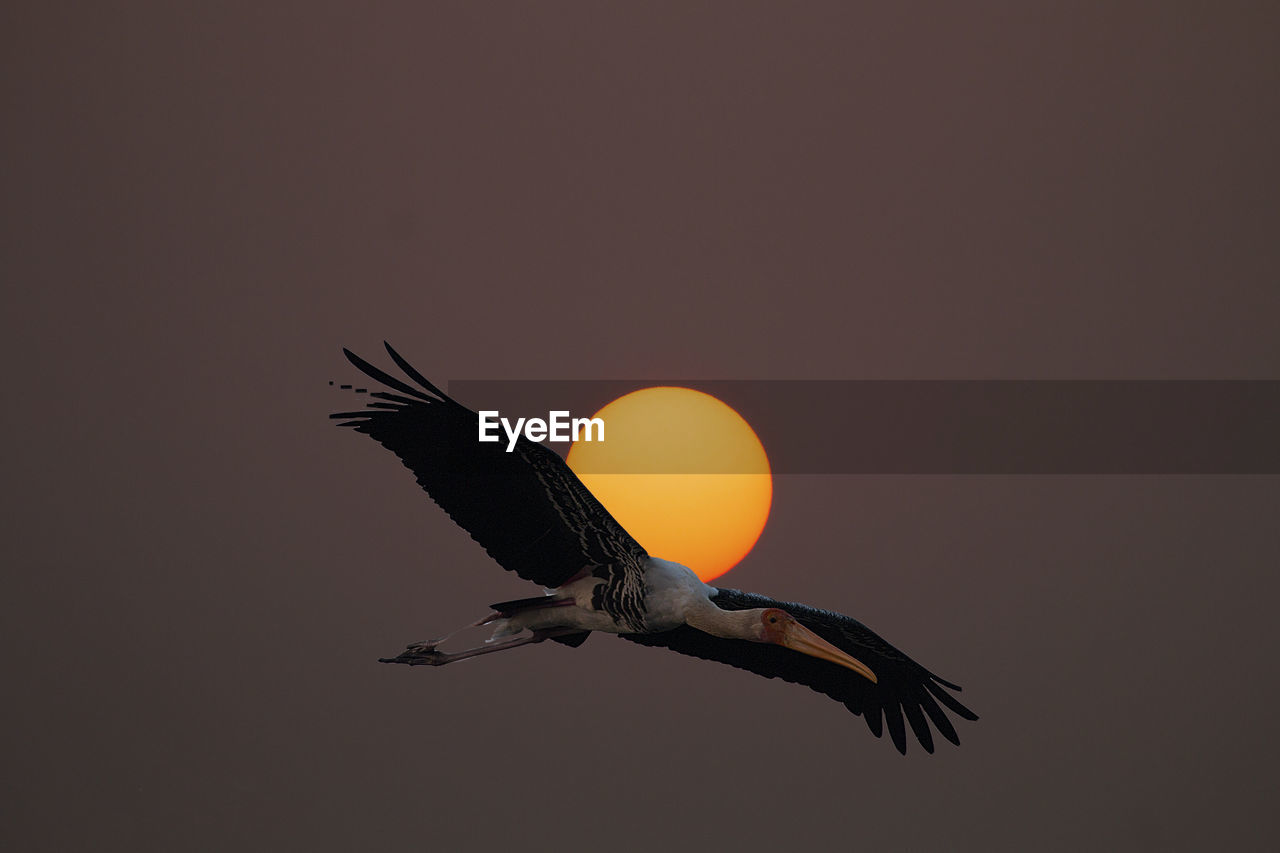Low angle view of bird flying against clear sky at sunset