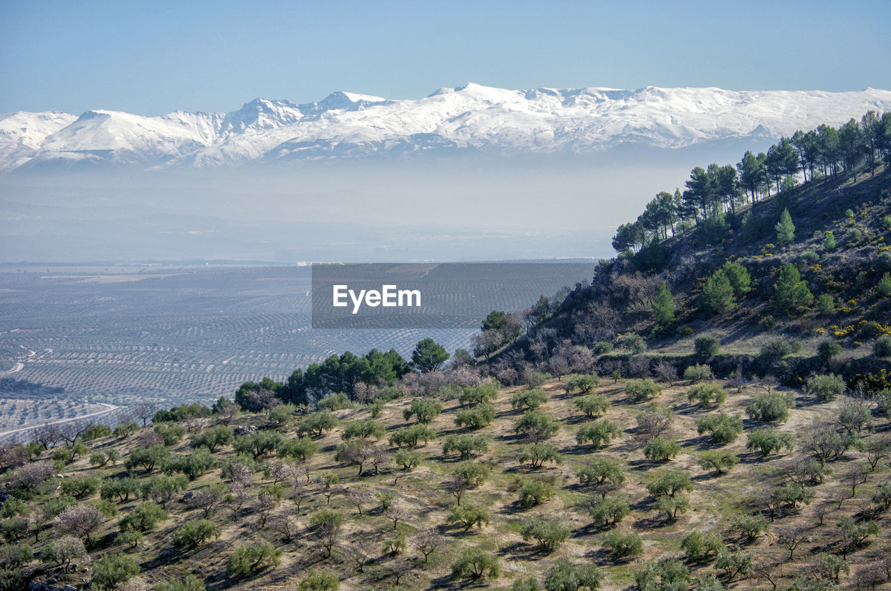 Scenic view of snowcapped mountains and olive trees against sky