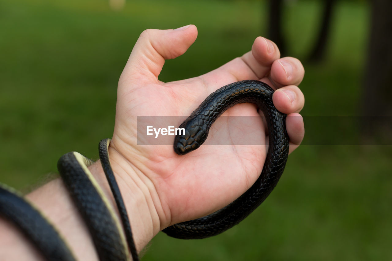 Close-up of hand holding leaf