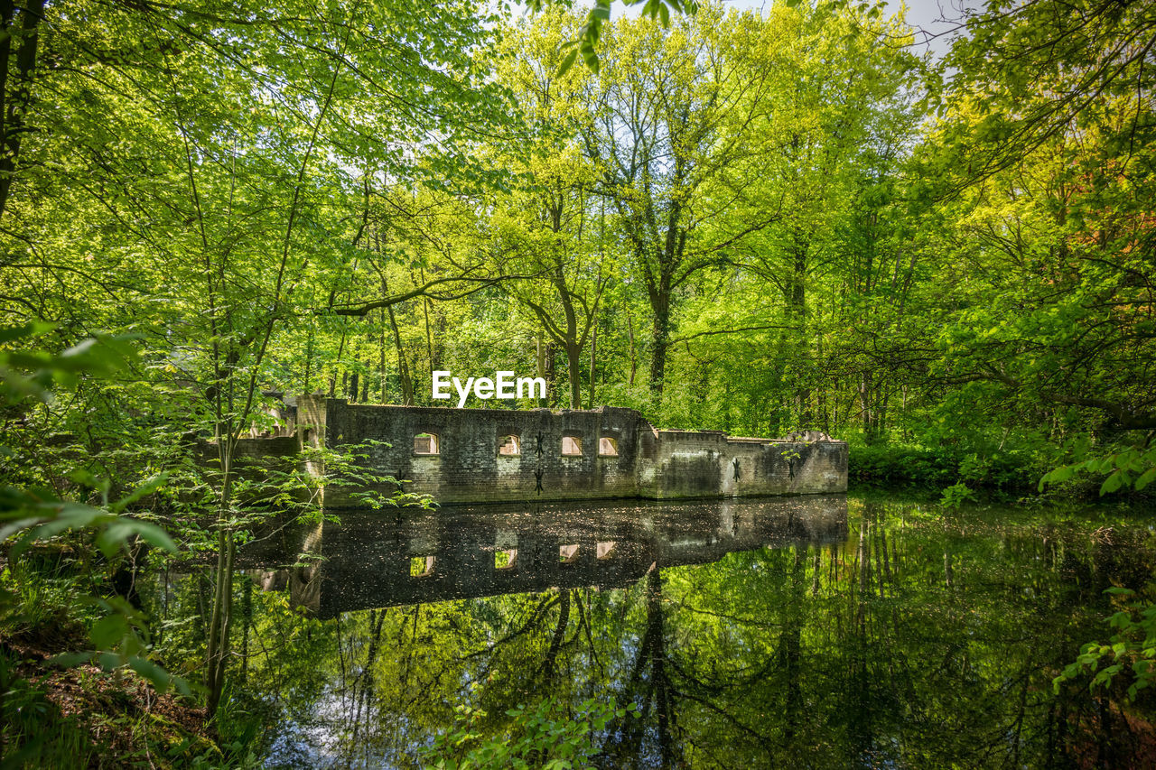 VIEW OF LAKE IN FOREST