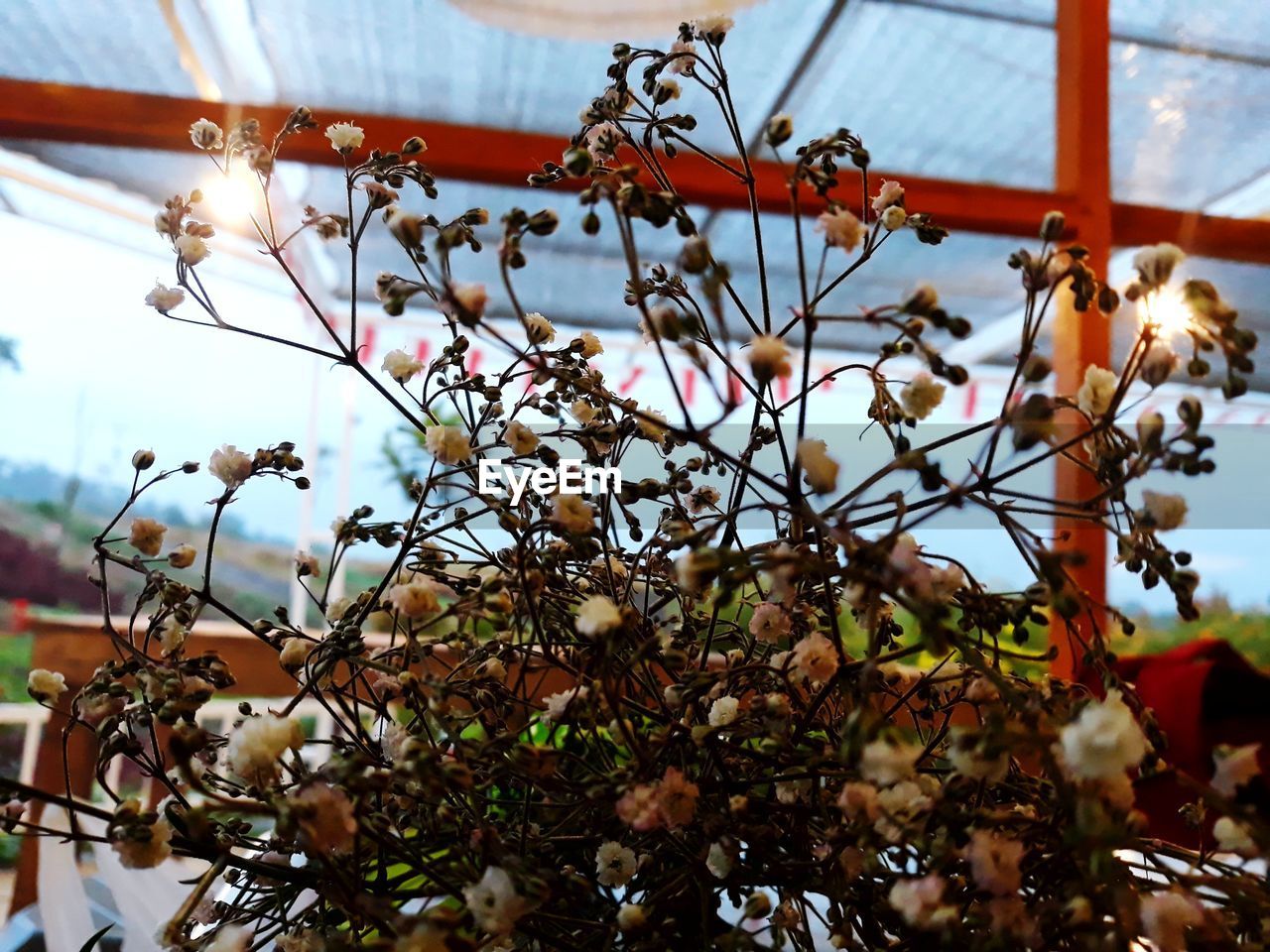 CLOSE-UP OF FLOWERING PLANTS AGAINST SKY