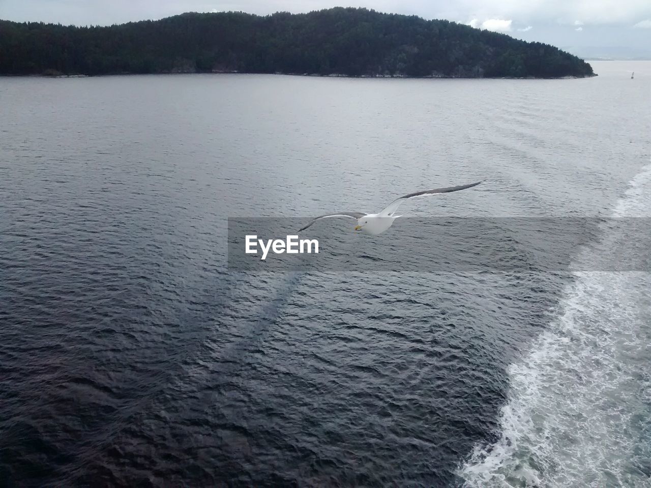 Swan flying over lake