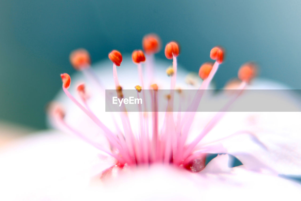 Close-up of fresh pink flower blooming outdoors