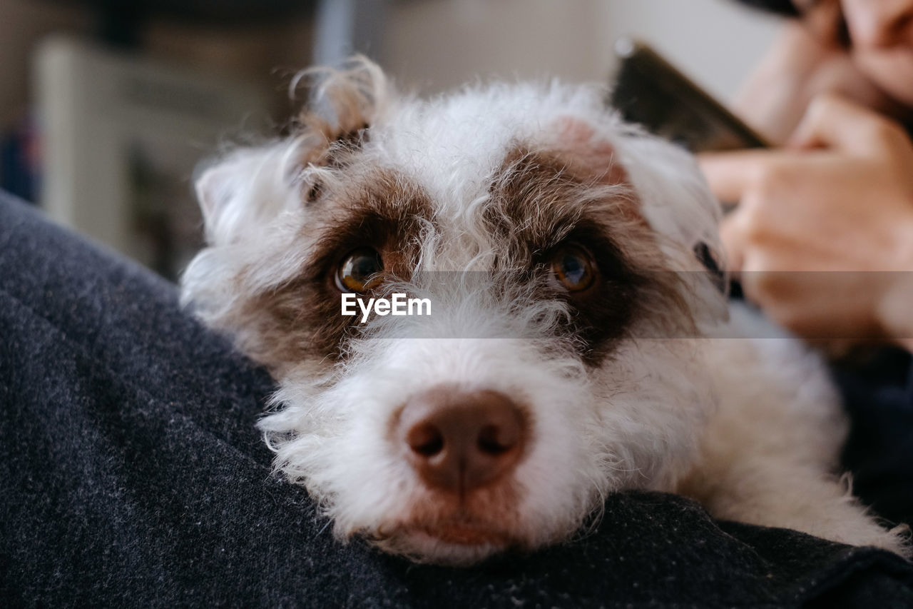 CLOSE-UP PORTRAIT OF DOG ON BLANKET AT HOME