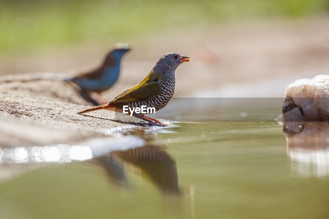 animal themes, animal, bird, animal wildlife, wildlife, nature, water, close-up, selective focus, reflection, beak, no people, group of animals, two animals, outdoors, lake, day, beauty in nature, side view, environment