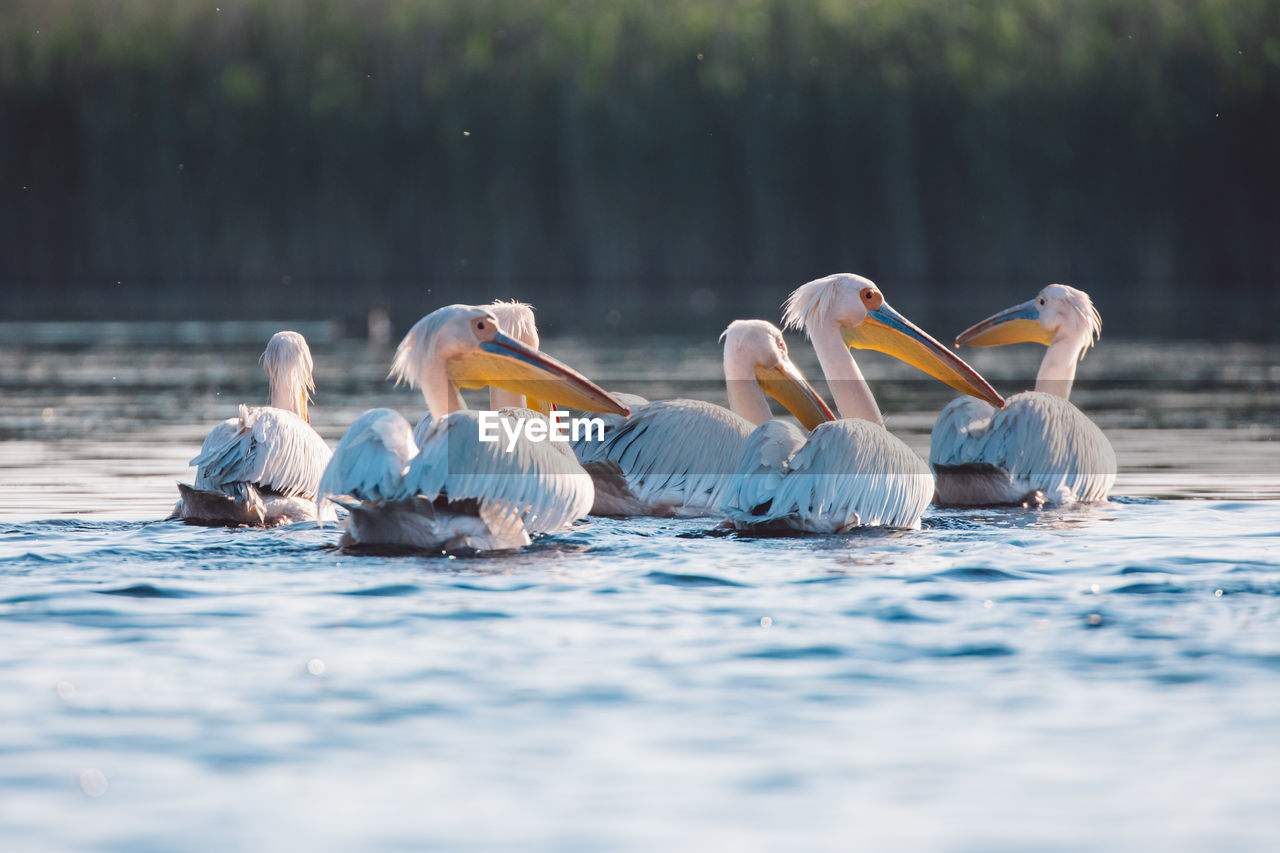 View of pelicans swimming in lake