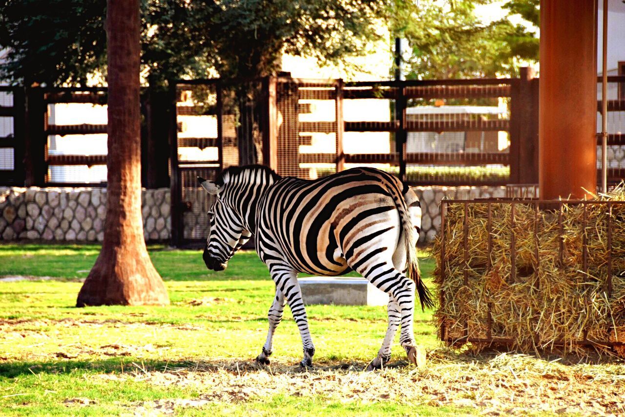 Zebra at zoo