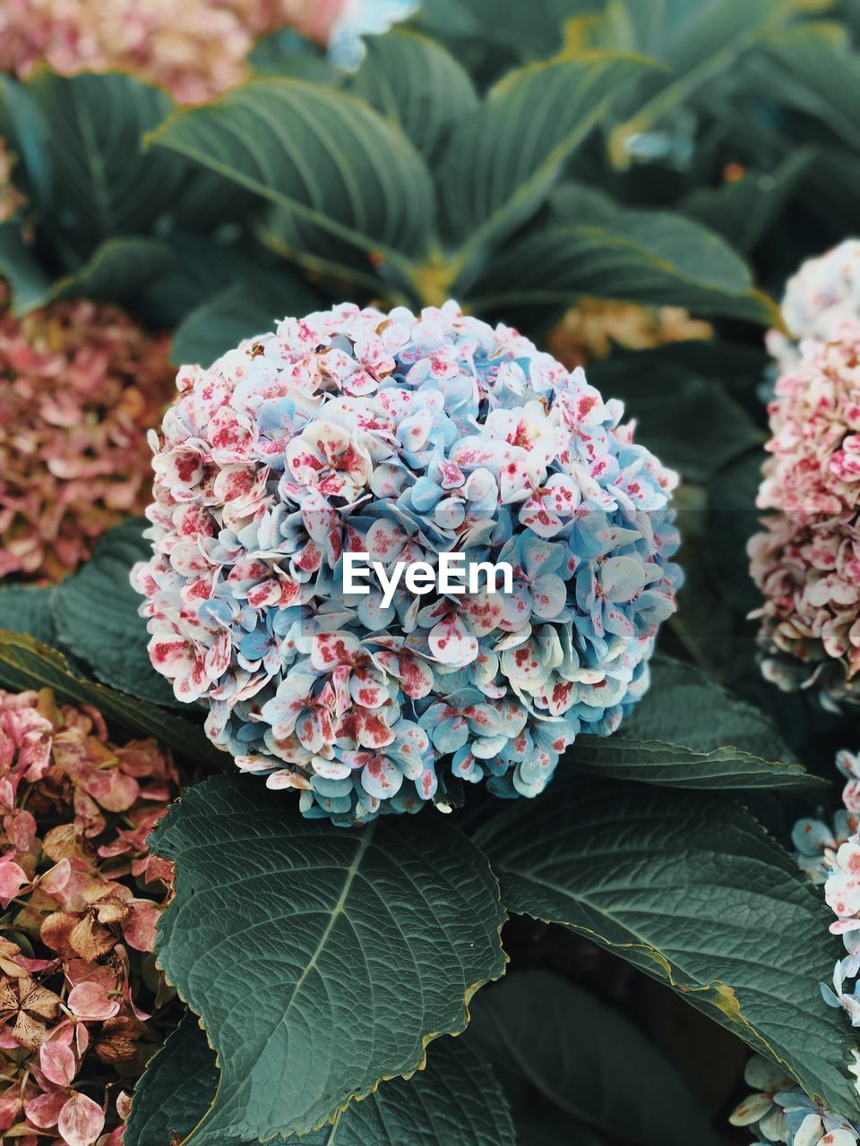 Close-up of pink hydrangea flowers