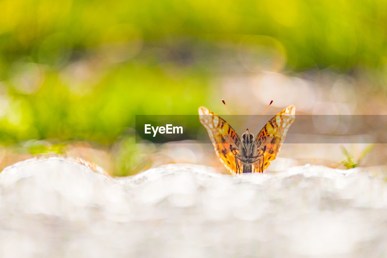 Close-up of butterfly on flower