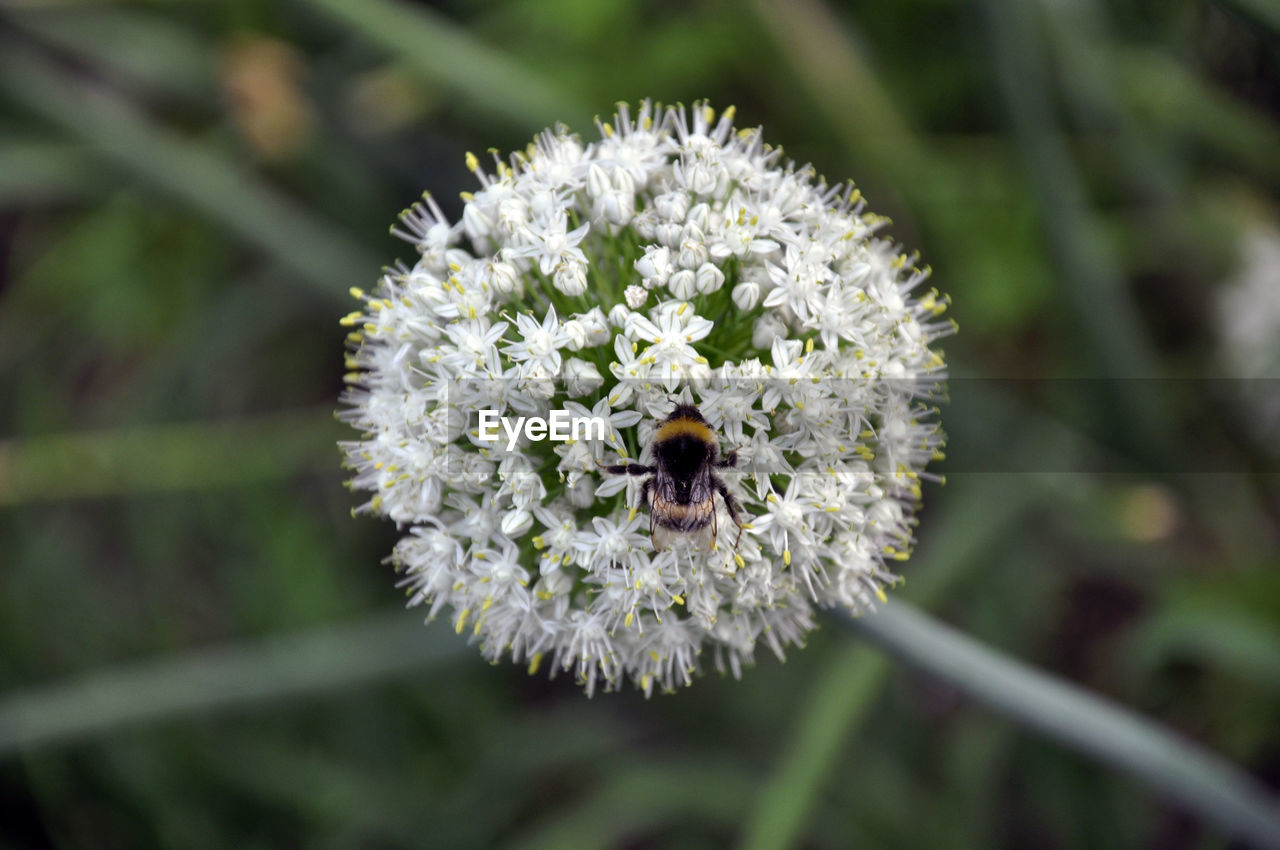 CLOSE-UP OF BEE ON FLOWER