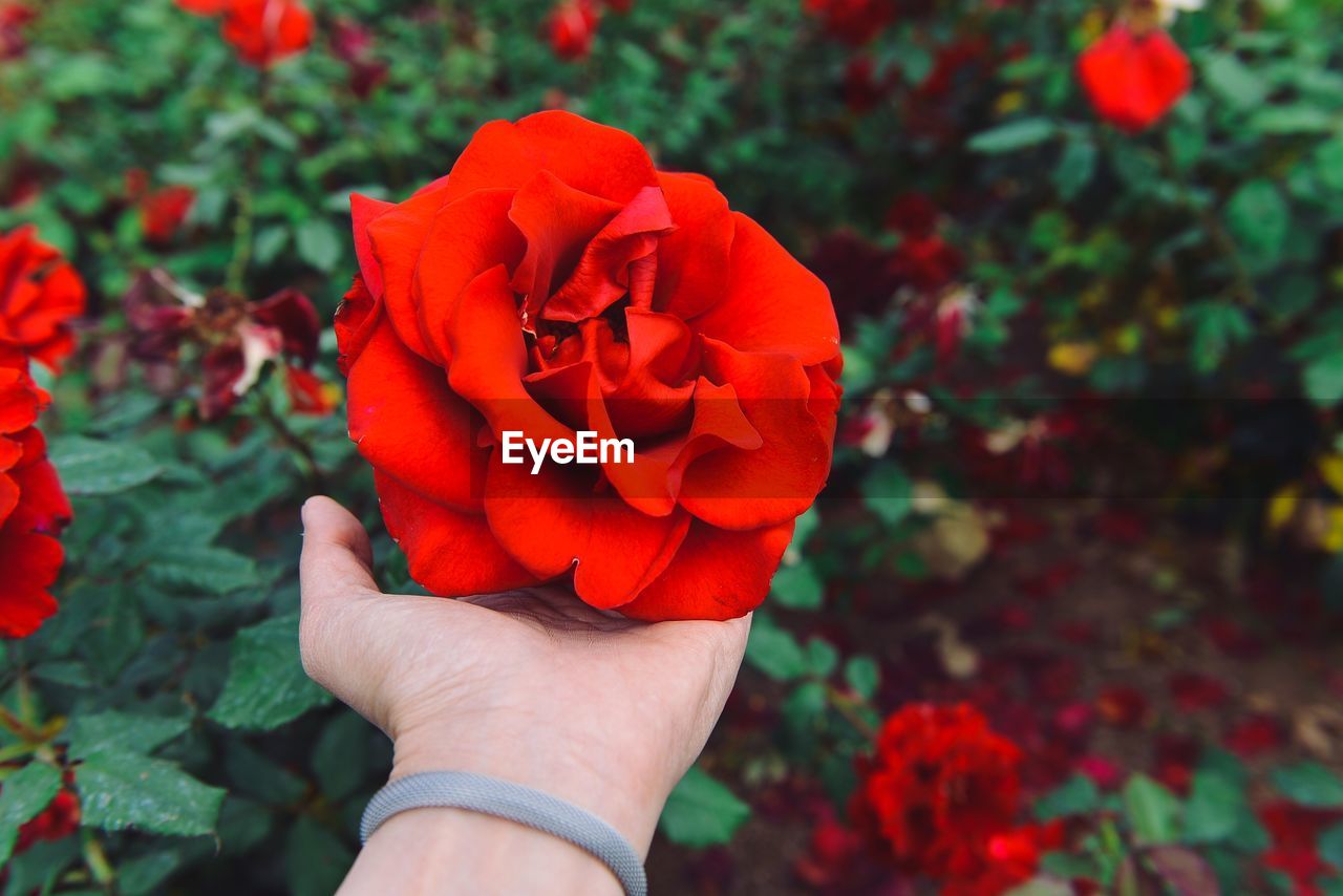 MIDSECTION OF PERSON HOLDING RED FLOWERING PLANT