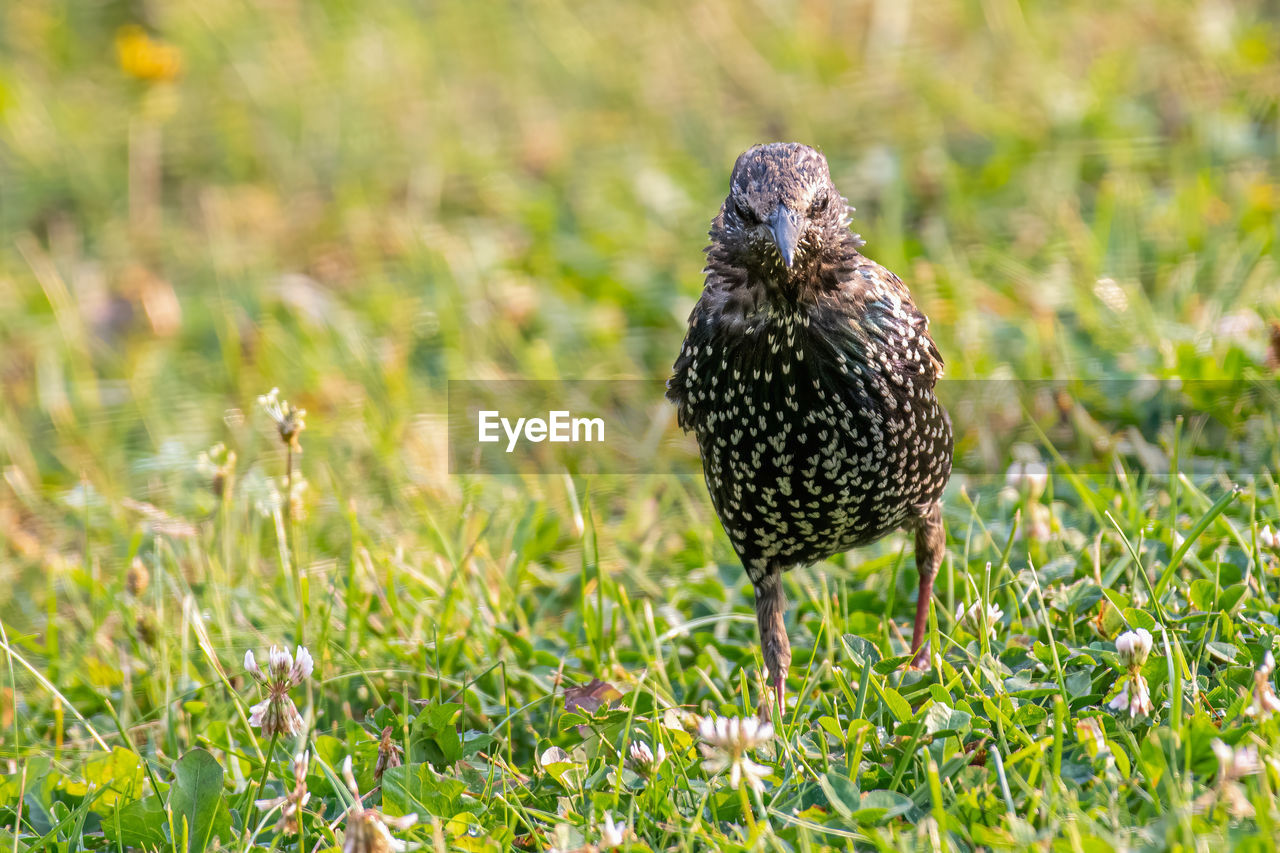 CLOSE-UP OF BIRD ON GRASS