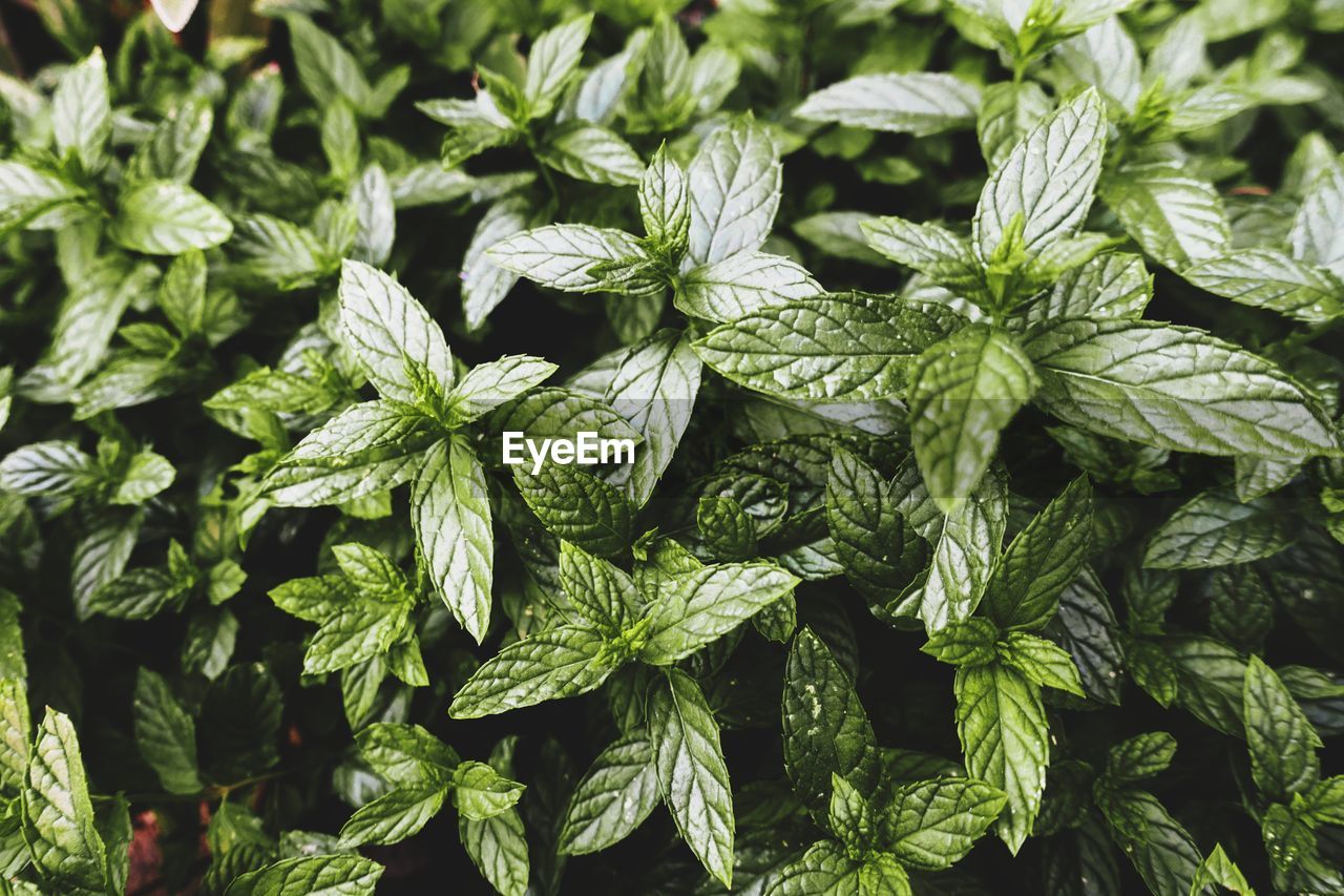 Close-up of fresh green leaves