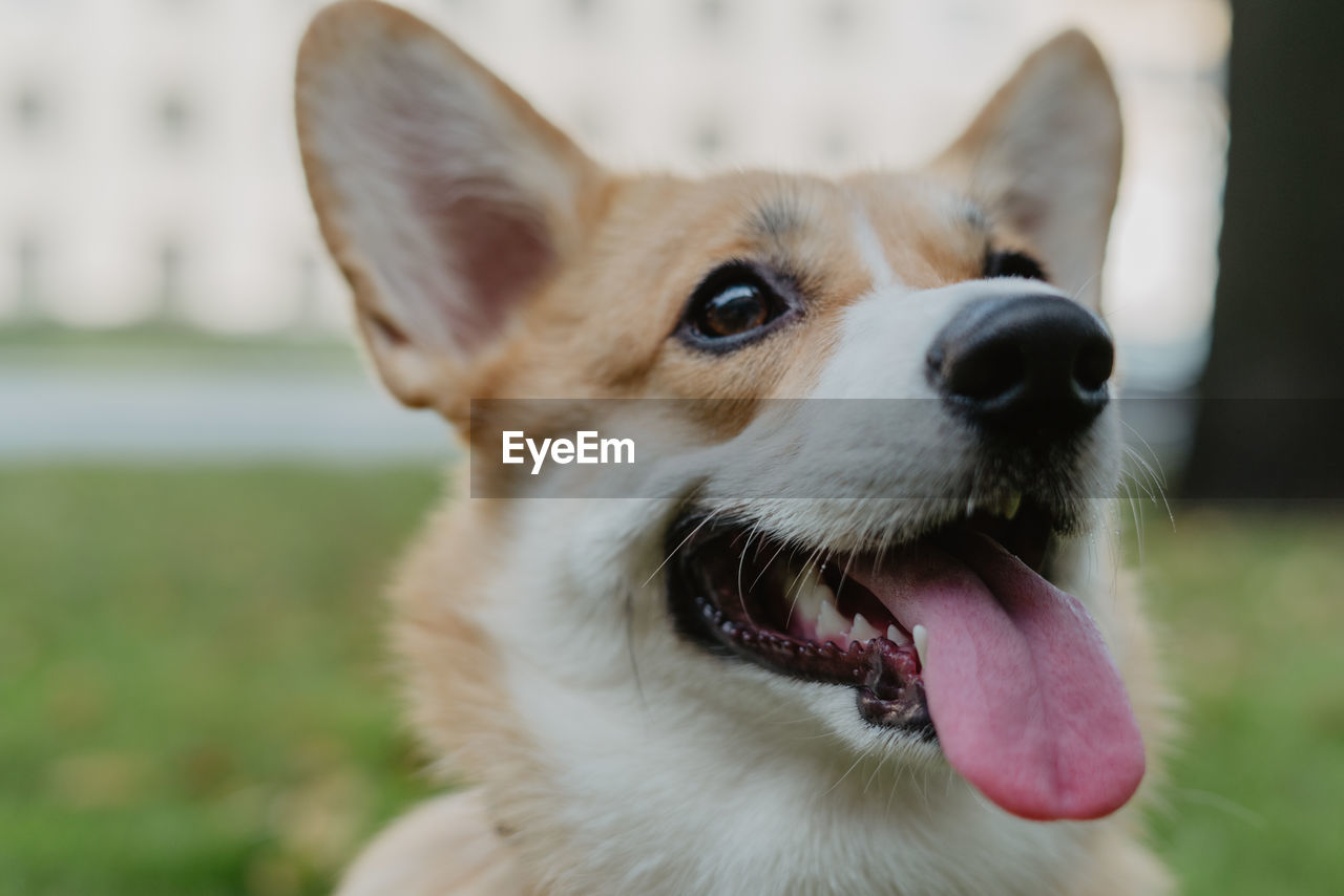 CLOSE-UP OF DOG STICKING OUT TONGUE