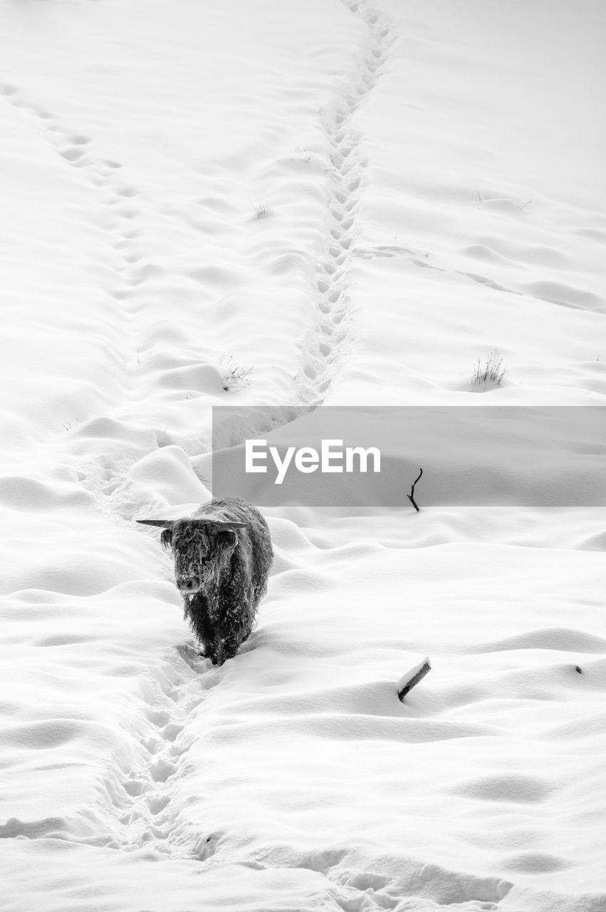 High angle view of cattle in snow