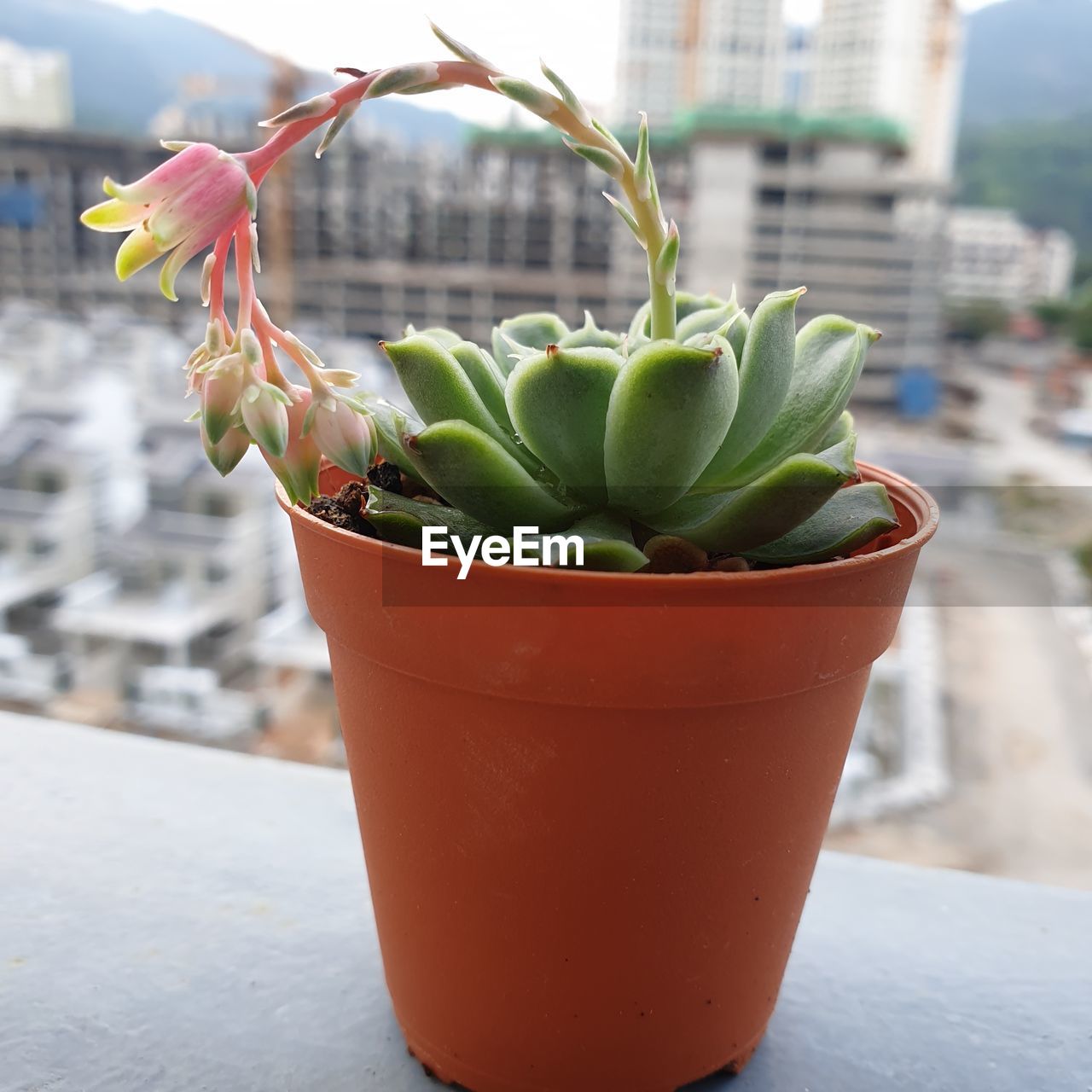 CLOSE-UP OF POTTED CACTUS PLANT IN POT