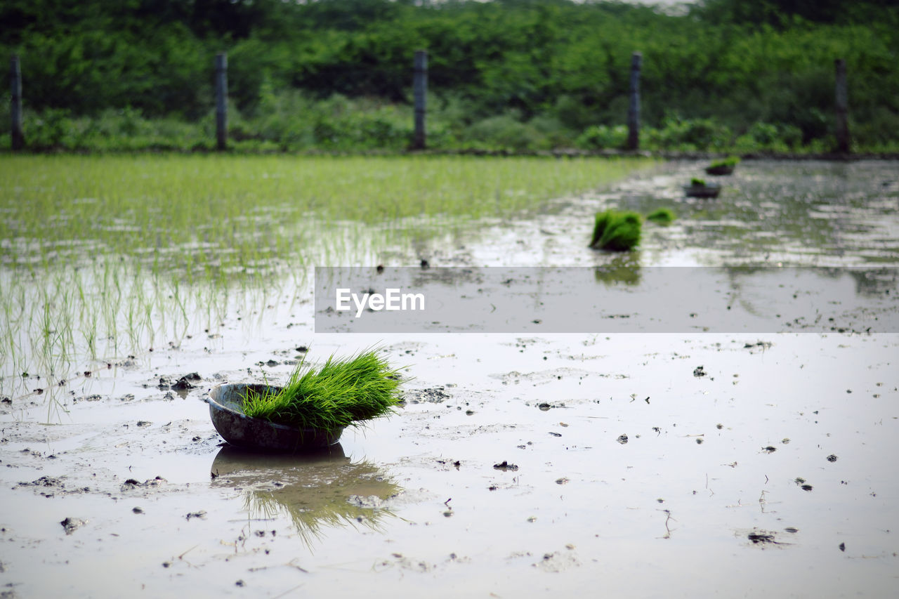 Scenic view of paddy field with a basket of paddy seedlings. 