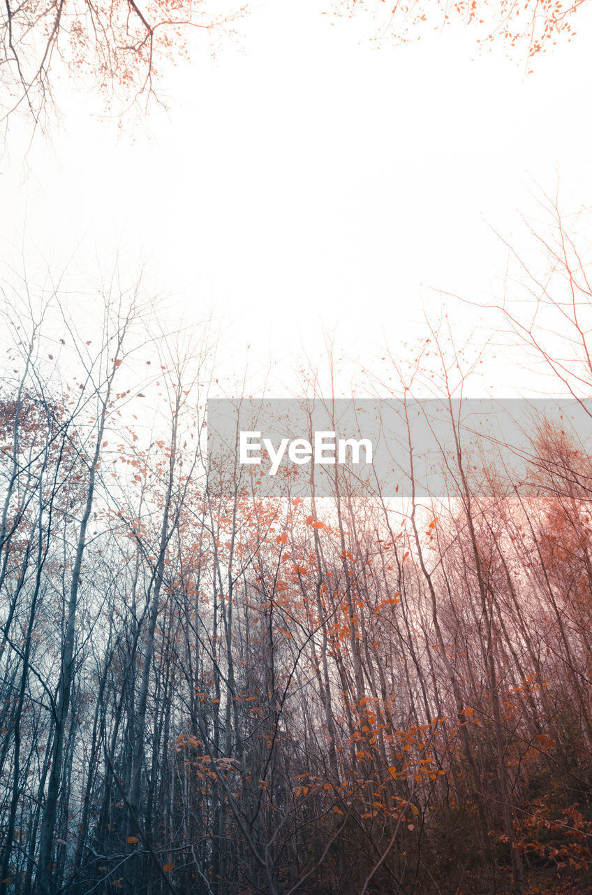 Bare trees in forest against sky