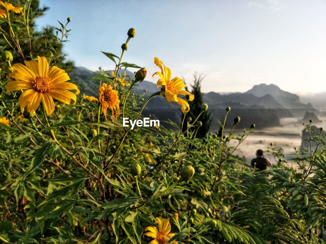 Close-up of yellow flowering plants on land