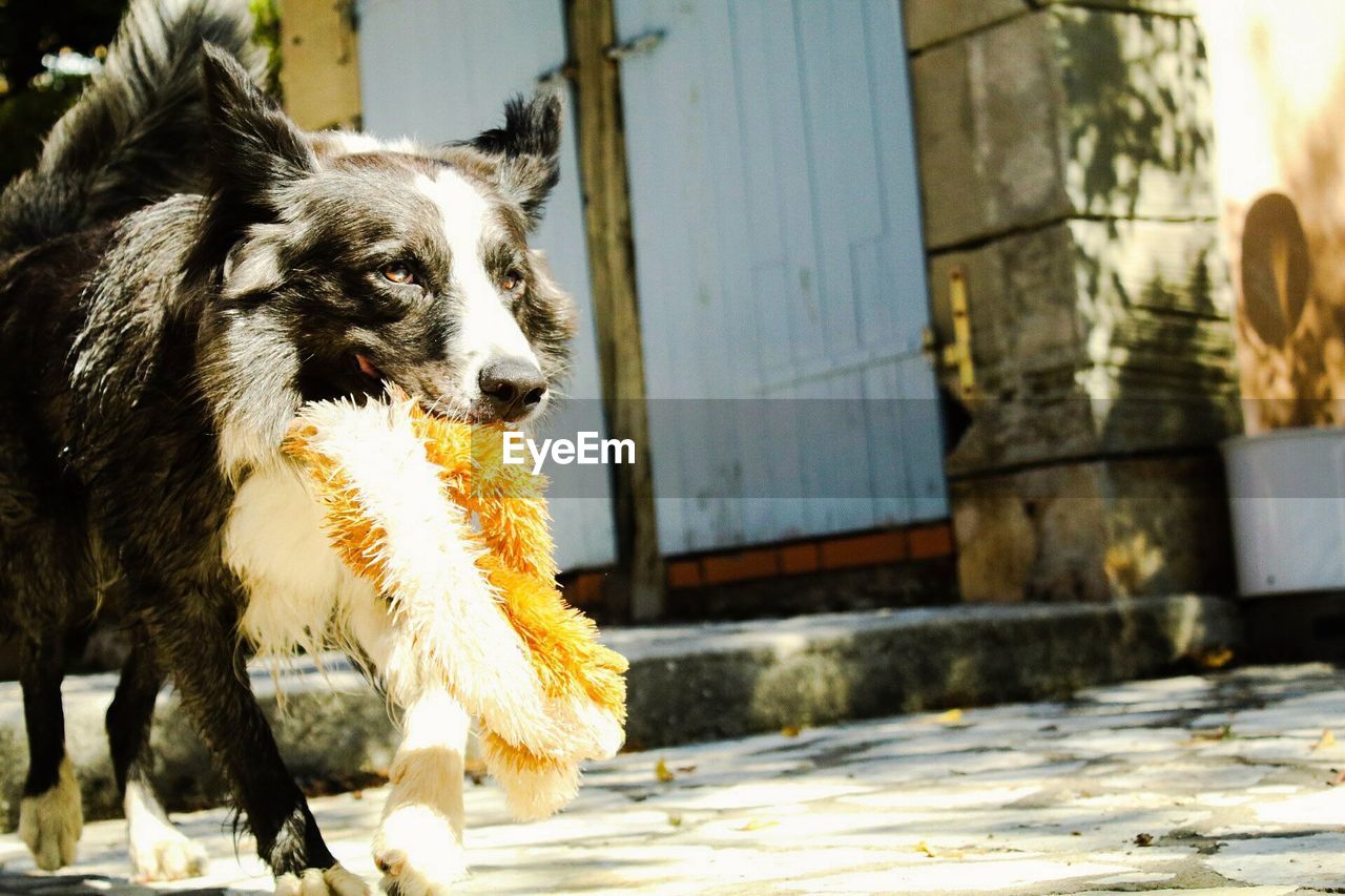 PORTRAIT OF A DOG LOOKING AWAY