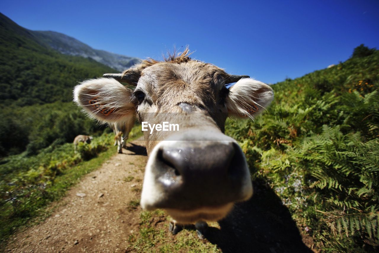 Close-up of a cow