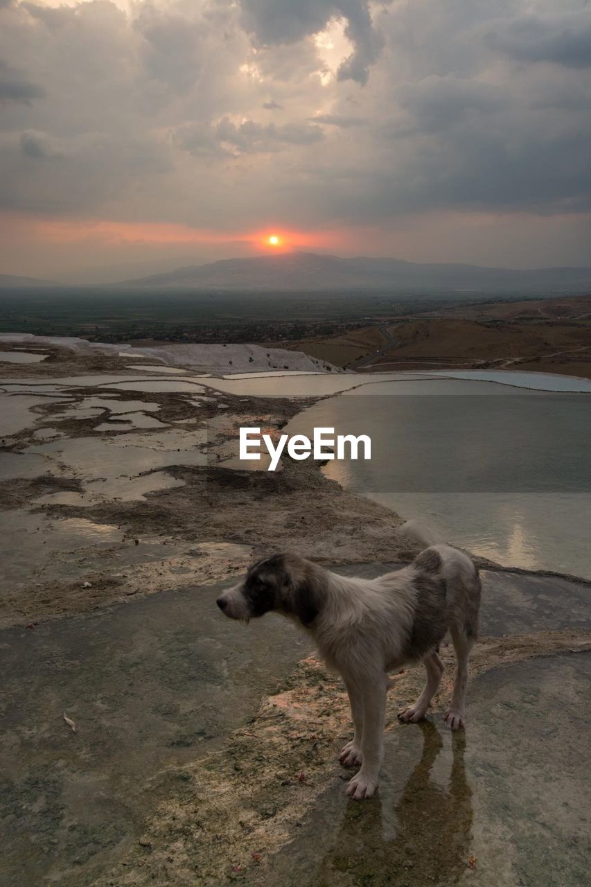 Dog standing by river