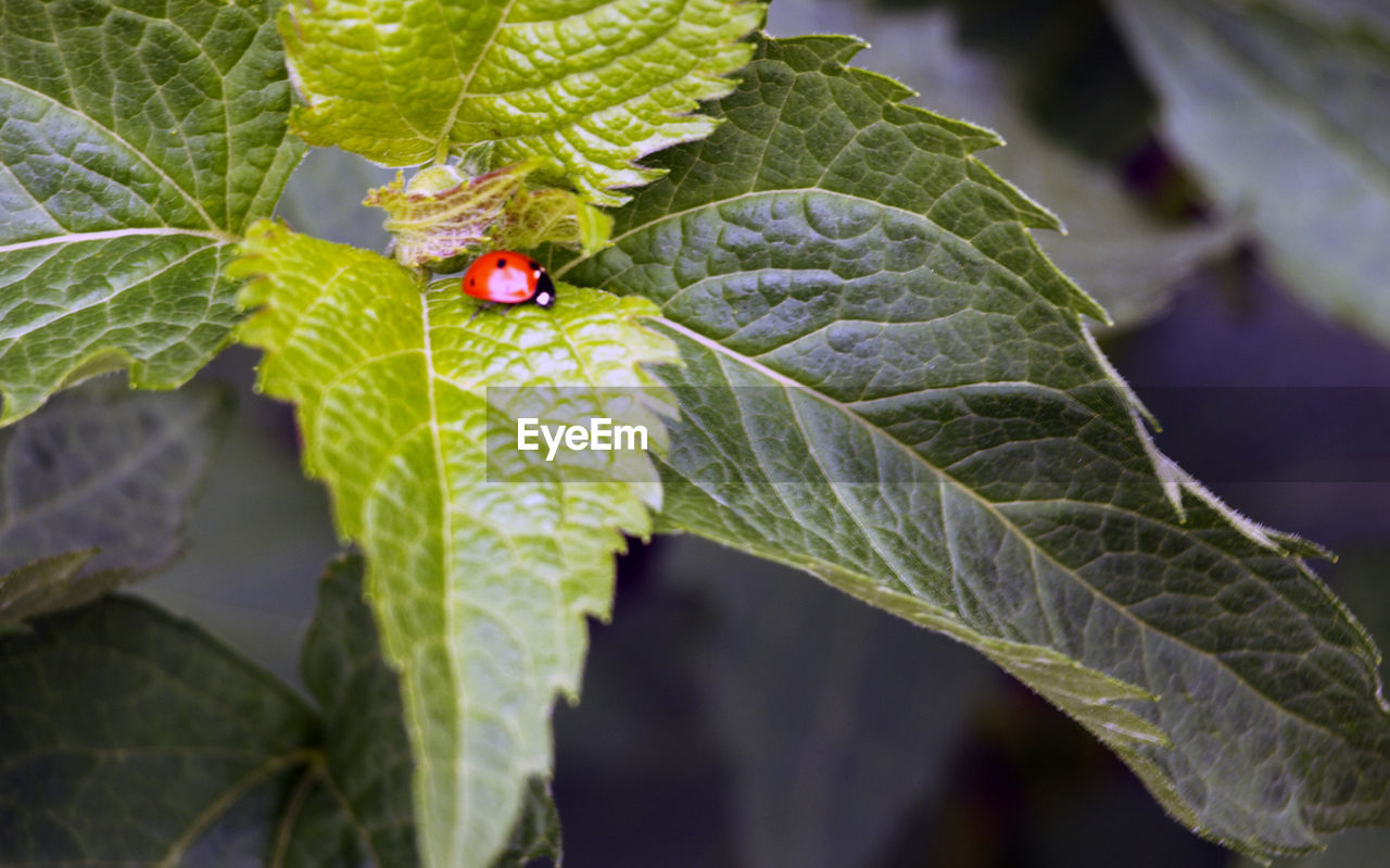 Ladybug on leaf