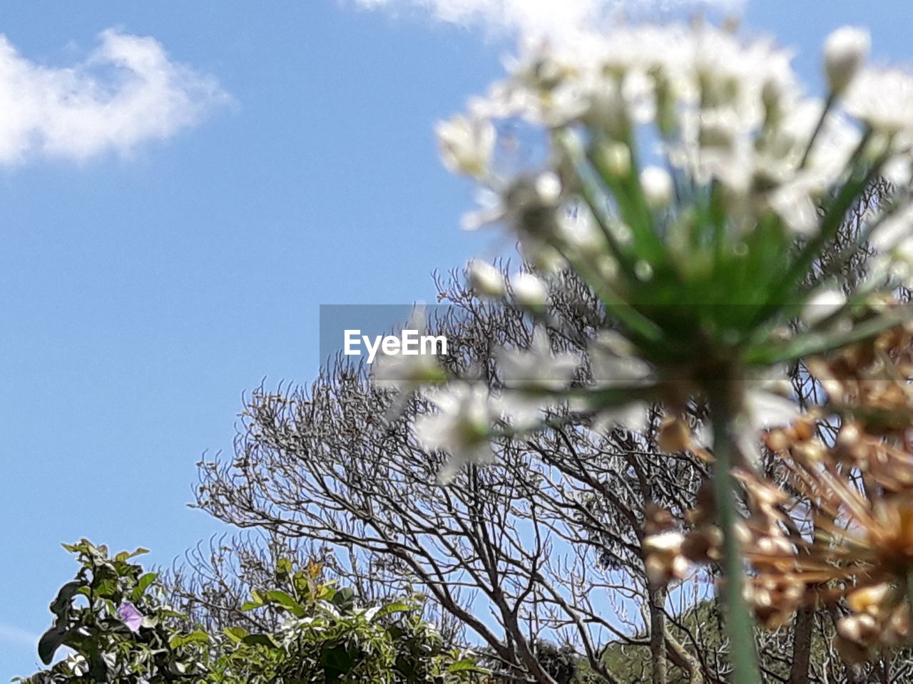 LOW ANGLE VIEW OF FLOWERS ON TREE