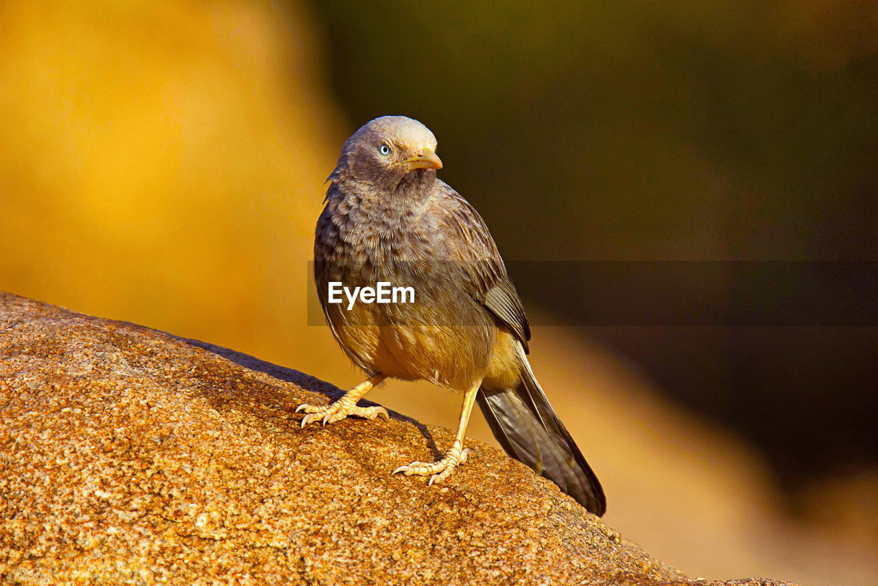 High angle view of birds perching on rock