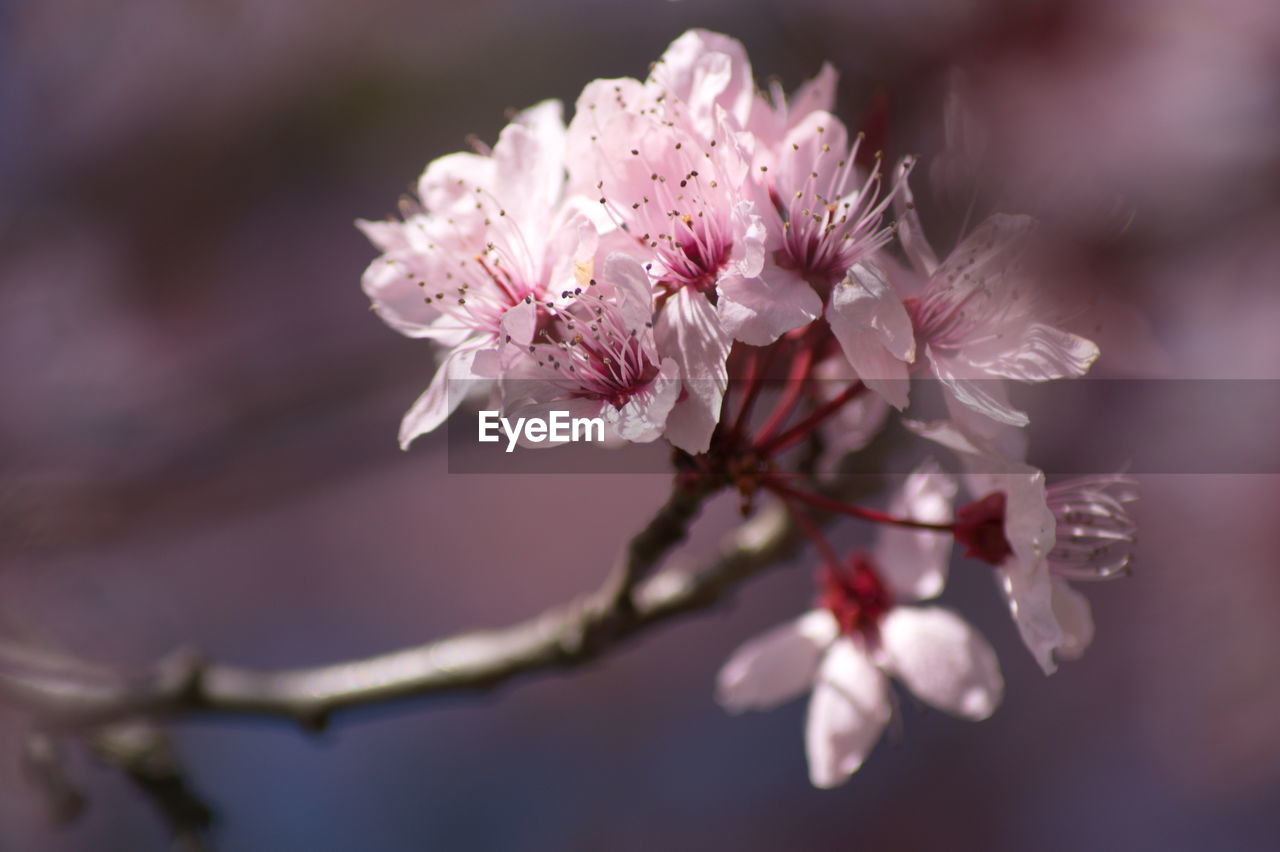 Close-up of pink flowers blooming on tree