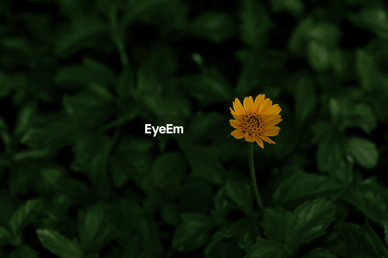 Close-up of yellow flowering plant