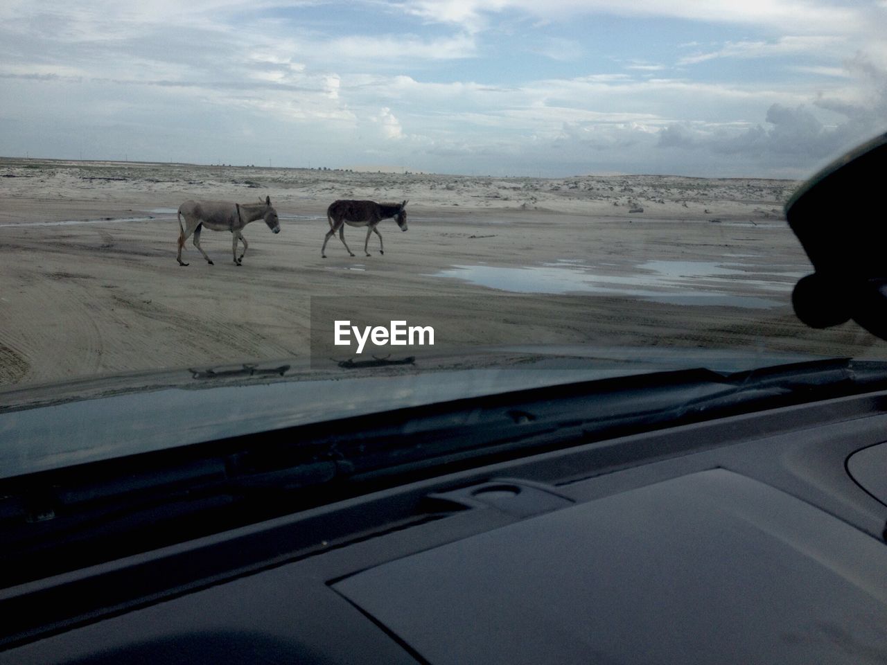 HORSES ON CALM BEACH