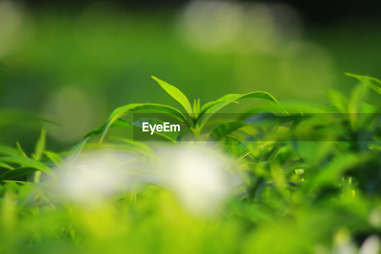 CLOSE-UP OF FRESH GREEN PLANT IN FIELD