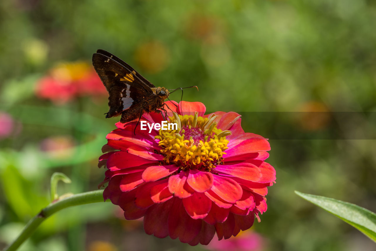 flower, flowering plant, beauty in nature, plant, animal themes, insect, animal wildlife, animal, freshness, fragility, butterfly, petal, nature, close-up, flower head, animal wing, wildlife, one animal, macro photography, moths and butterflies, focus on foreground, animal body part, no people, summer, growth, outdoors, pollination, inflorescence, pink, macro, feeding, environment, multi colored, food, eating, springtime