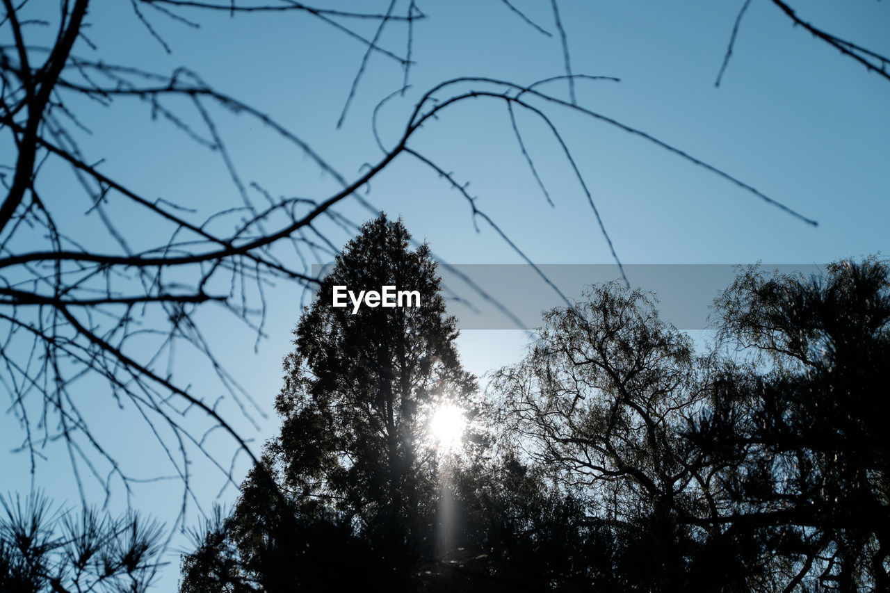 Low angle view of silhouette trees against clear sky