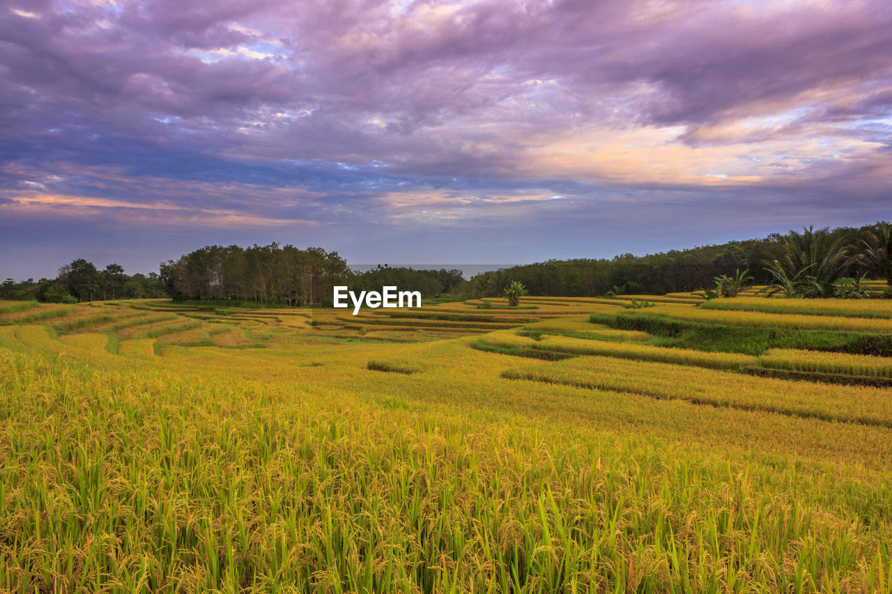 Scenic view of agricultural field against sky during sunset