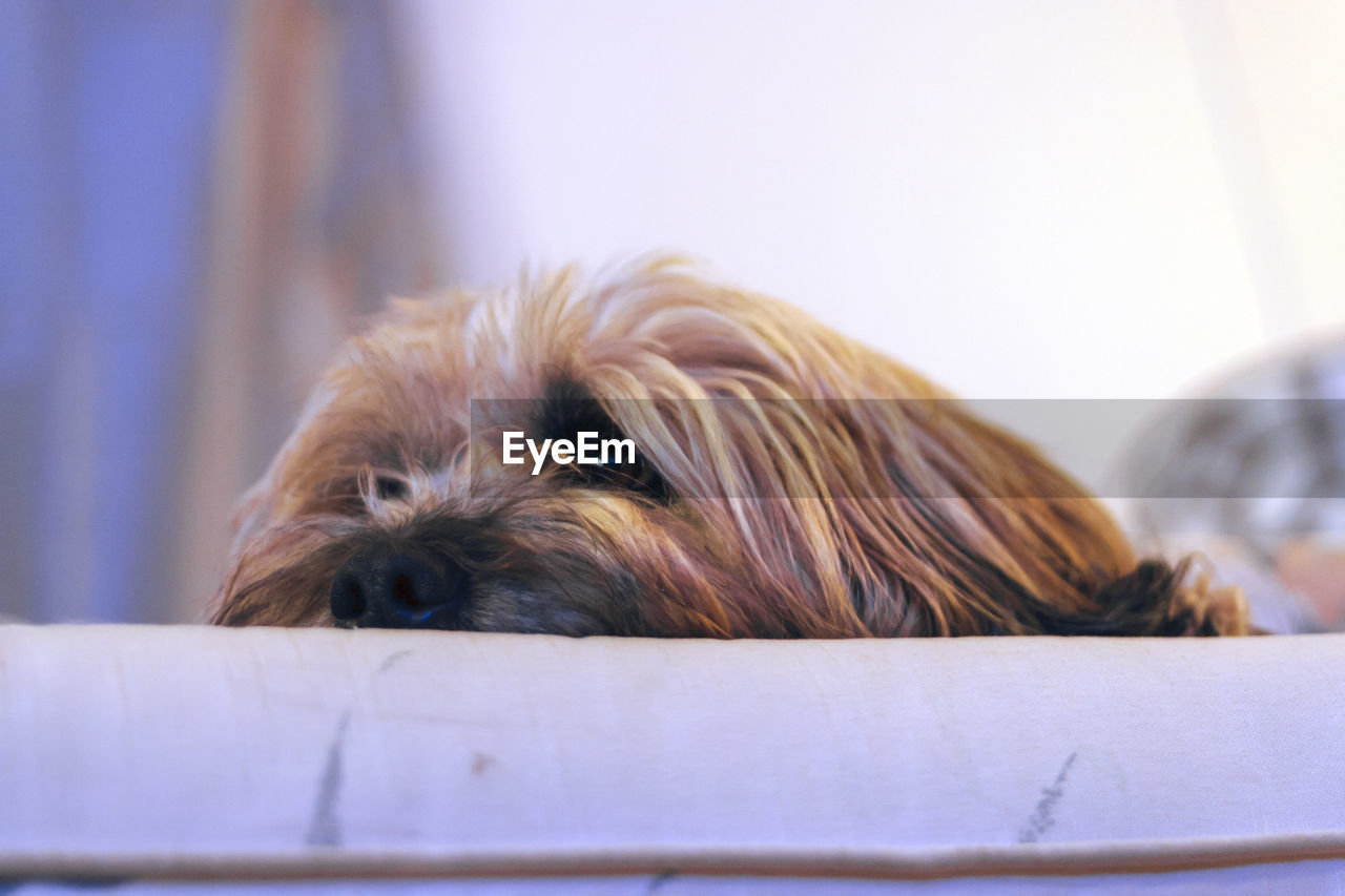 CLOSE-UP PORTRAIT OF DOG IN PEN