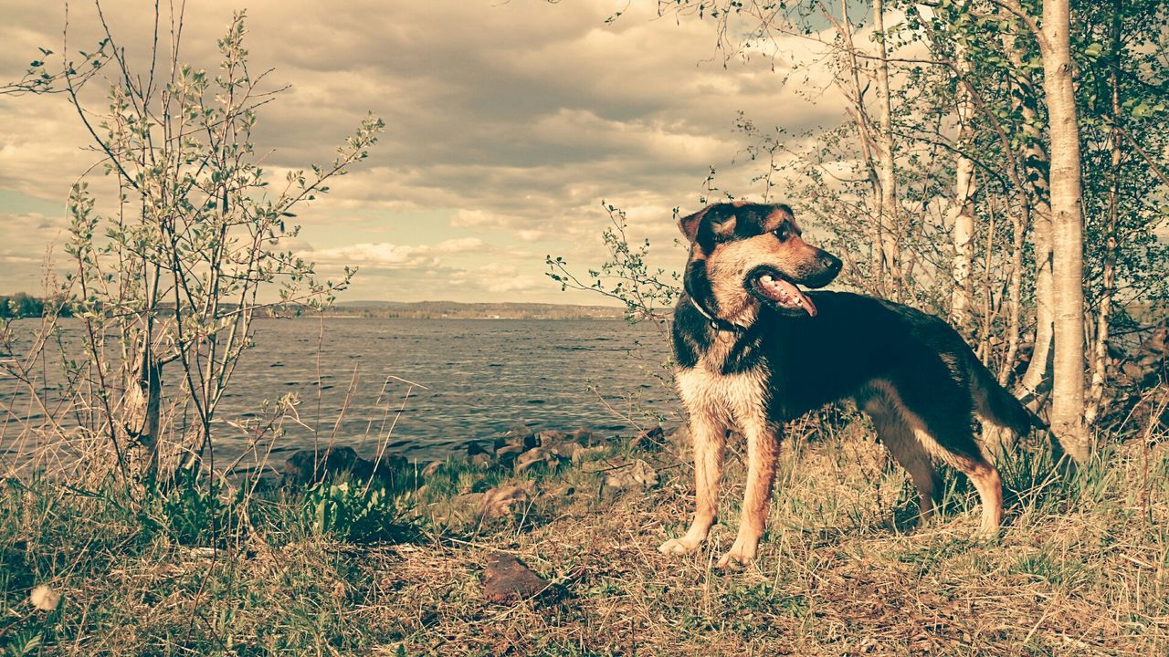 Dog looking away by the lake