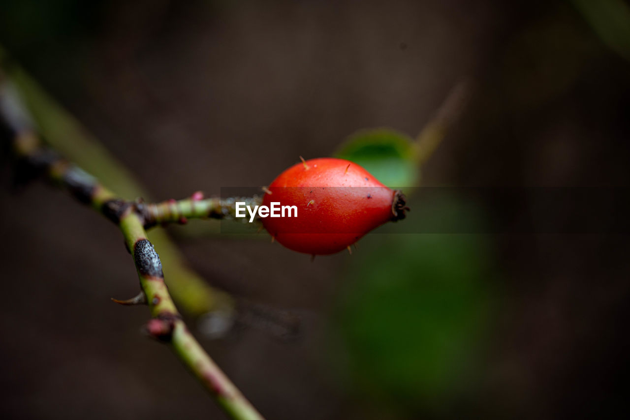 CLOSE-UP OF STRAWBERRY ON TWIG