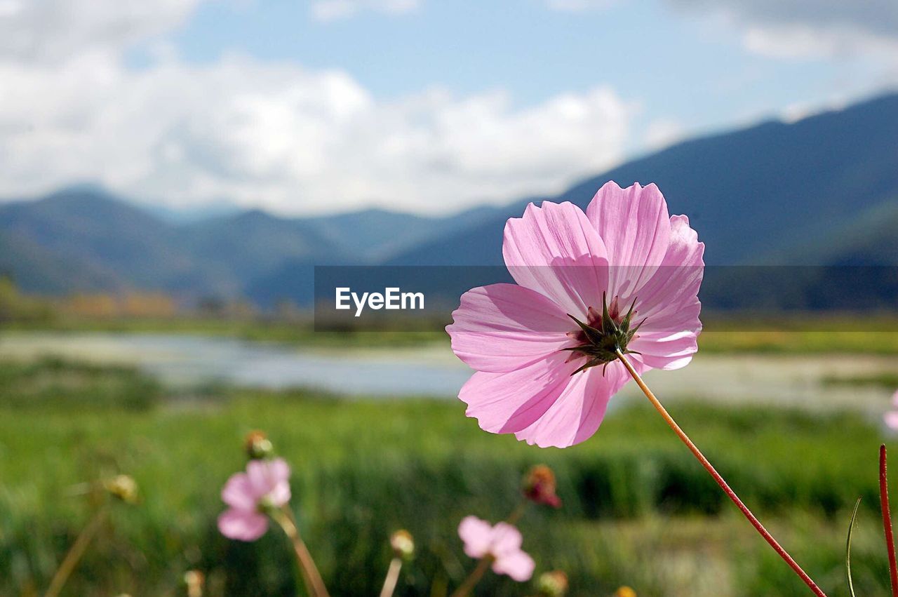 Close-up of pink cosmos flower blooming on field against sky