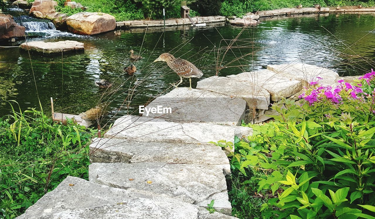 HIGH ANGLE VIEW OF SNAKE ON LAKE