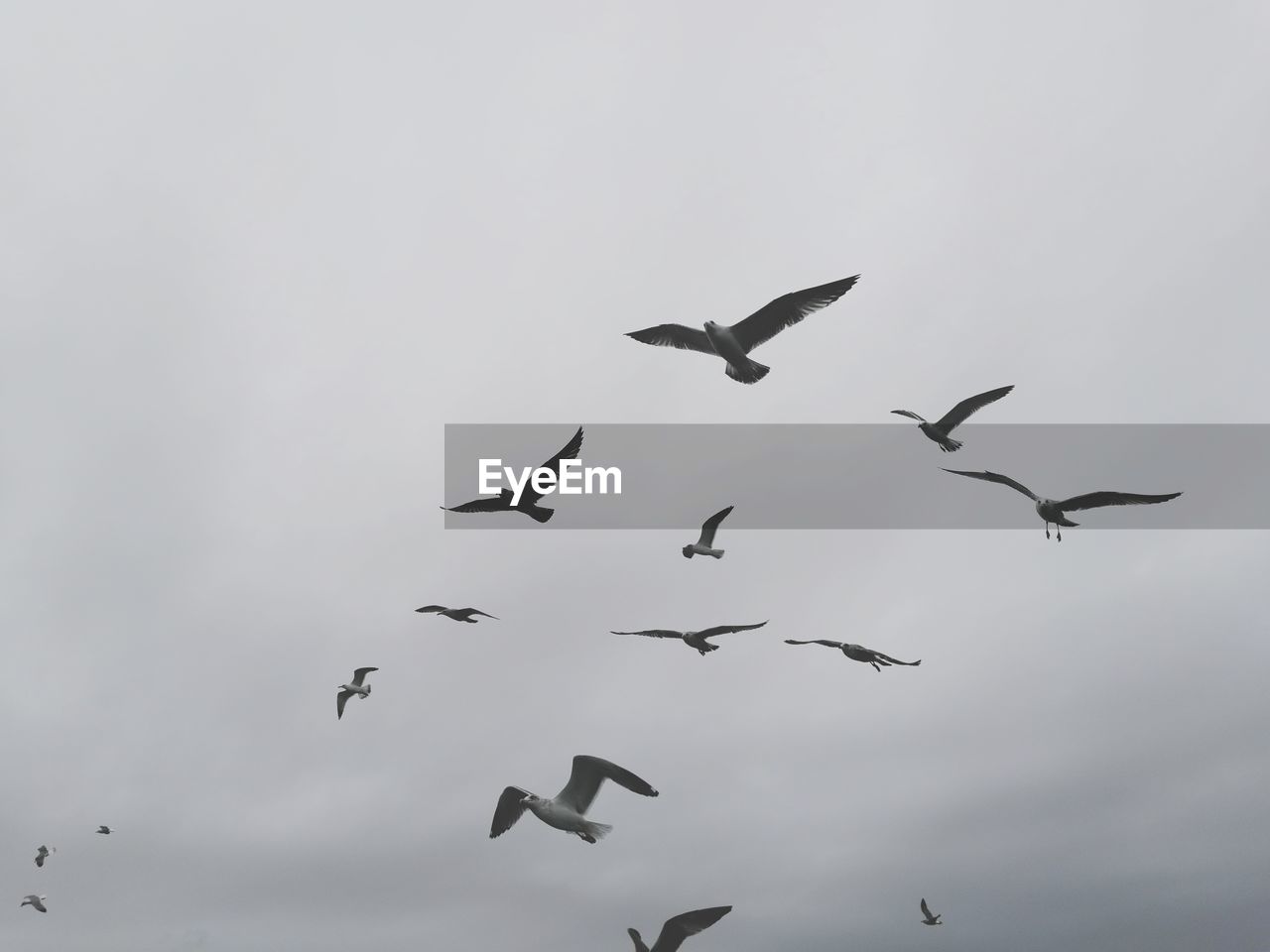 LOW ANGLE VIEW OF BIRDS IN SKY